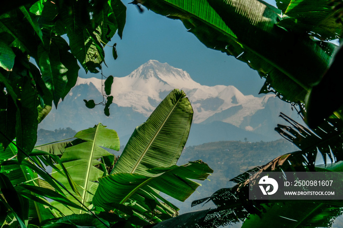 Banana Tree overlooking at the Himalayas, captured in Pokhara. Lush green color of the leaves. backdrop is a snowy, high mountain. Clear blue sky. Natural landscape, not spoiled by humans.