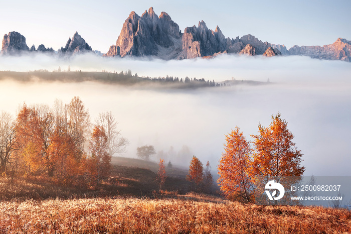 Majestic landscape with autumn trees in misty forest. Carpathian, Ukraine, Europe. Beauty world