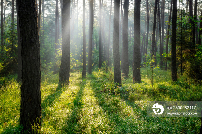 Beautiful sunny morning in green forest