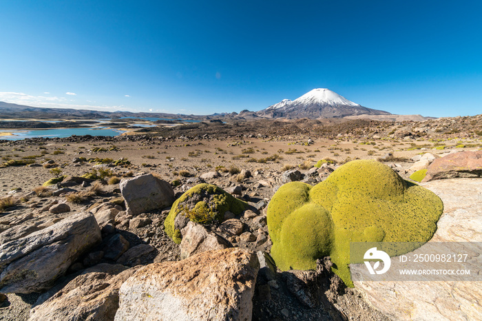 The Yareta is a moss plant that grows in the Andean Altiplano at high altitudes. A sunny day view of Cotacotani Lagoons and Parinacota Volcano with a Yareta hanging from a rock on an idyllic scenery