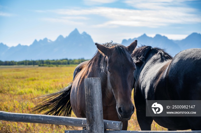 A pack of horses in Grand Teton National Park, Wyoming