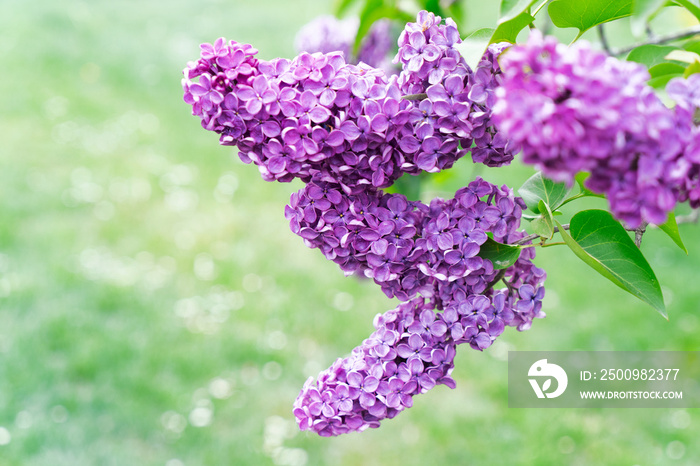 Blooming lilac flowers