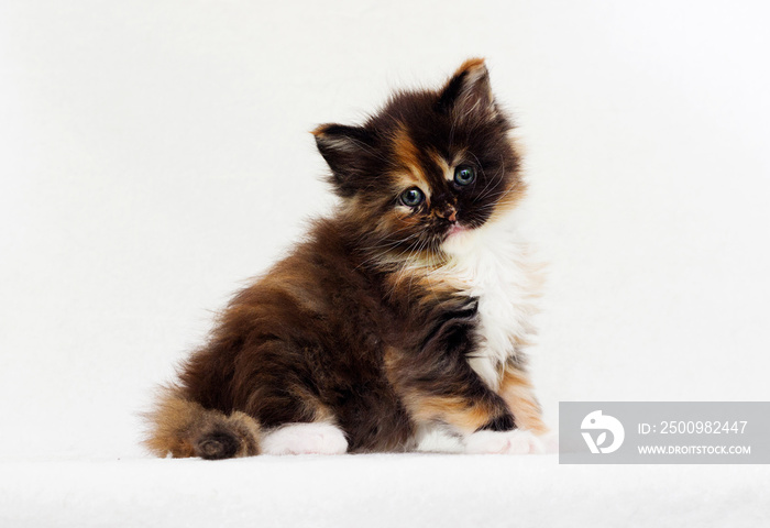 tricolor kitten looks