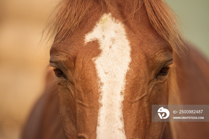 Horse head portrait, detail close up. A beautiful bay, brown, relaxed horse. No stress