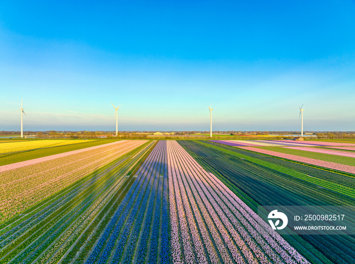 Dutch bulbfields (tulips) in sunset light.