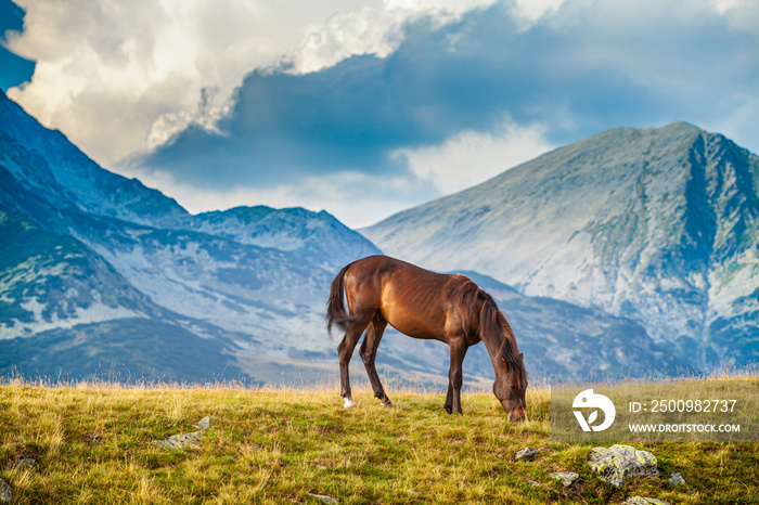 Wild horse roaming free on an alpine pasture in the summer