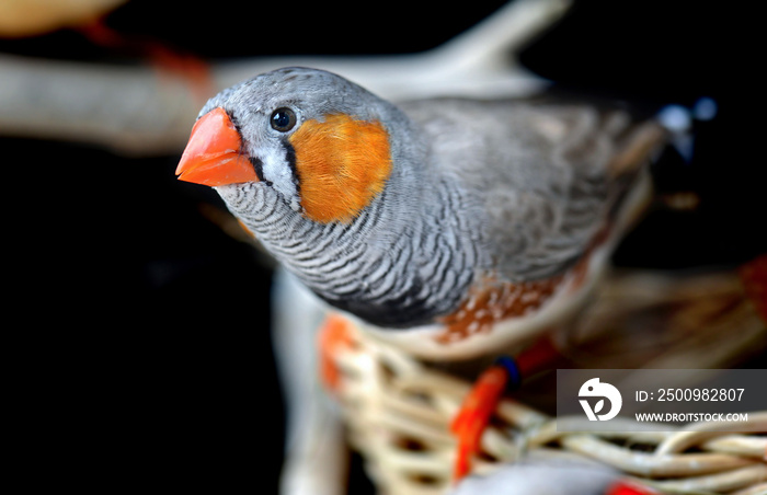 Colorful of Zebra-finch bird