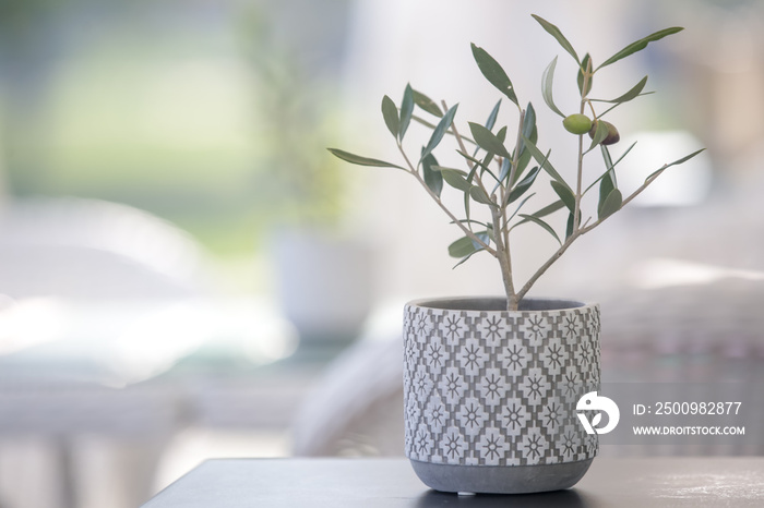 Small olive tree in a pot