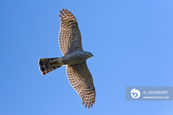 Sparrowhawk Accipiter nisus  beautiful portrait in flight, blue natural background