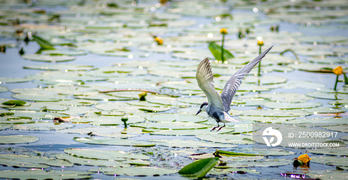 Sterna hirundo bird in Skadar National Park