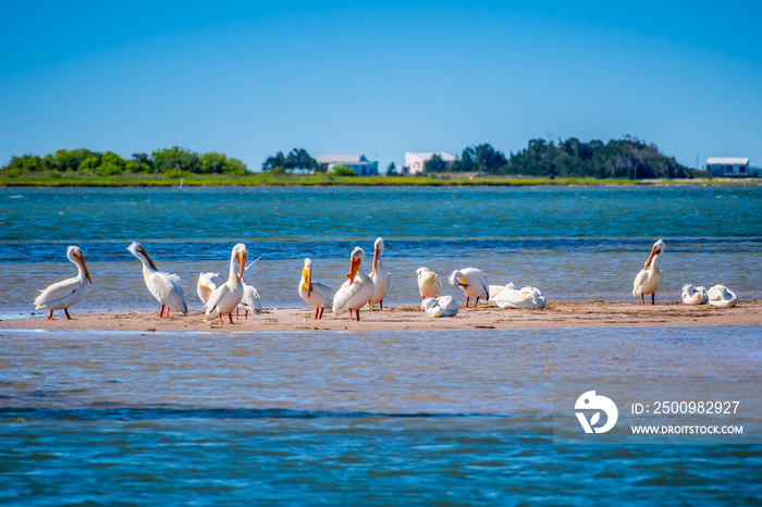 A Group of American White Pelicans resting around in Padre Island NS, Texas