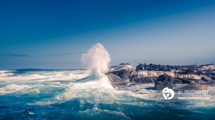 Sea waves splashing over the rocks and cape fur seal resting on the rocks at Capetown, South Africa