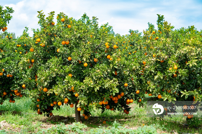 Orange citrus fruit plantation on Peloponnese, Greece, new harvest of sweet juicy oranges, landscape photo