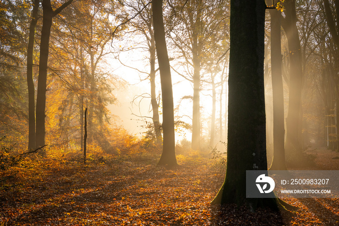 La forêt de Crécy en Automne