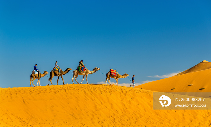 Tourists riding camels at Erg Chebbi near Merzouga in Morocco