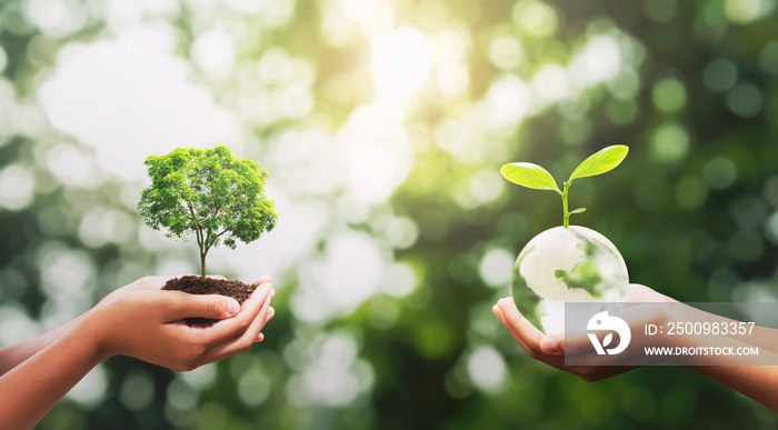 eco concept. hand holding crystal glass with tree growing and green nature background. idea save world. earth day