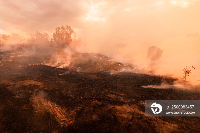 Bush fire, Burned black land on hill in Australia