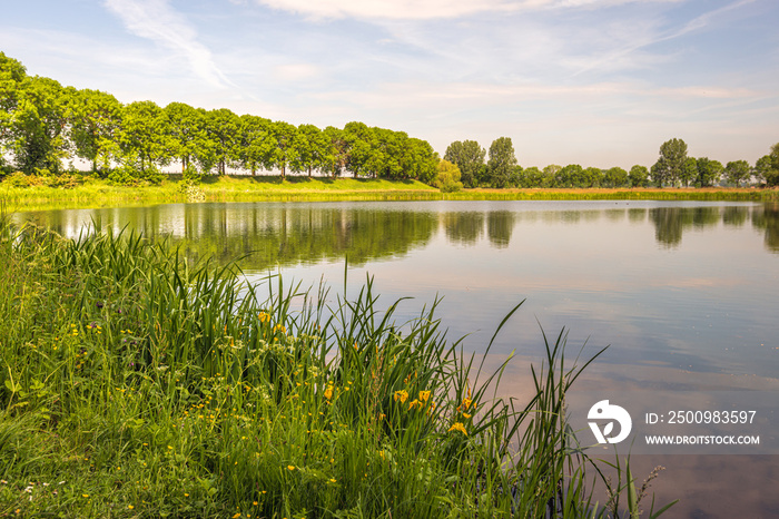 Reeds and flowering wild plants on the edge of a lake. The photo was taken in the Dutch province of North Brabant on a partly cloudy day in the spring season.