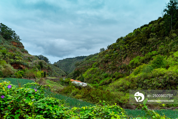 Laurel Canyon Nature Reserve, Moya, Gran Canaria