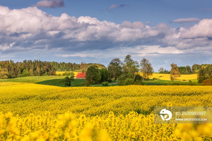 Wiosna na Warmii w północno-wschodniej Polsce. Kwitnienie rzepaku.