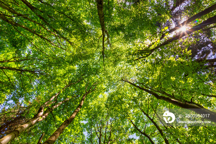 Crowns of trees in a green color.