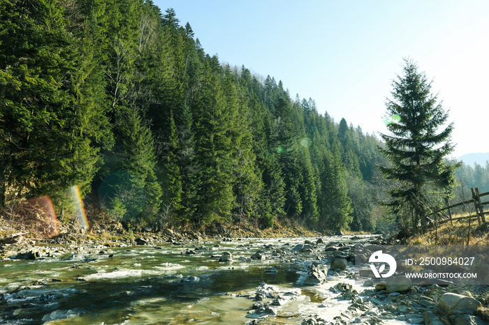 Amazing spruce forest with beautiful mountain river