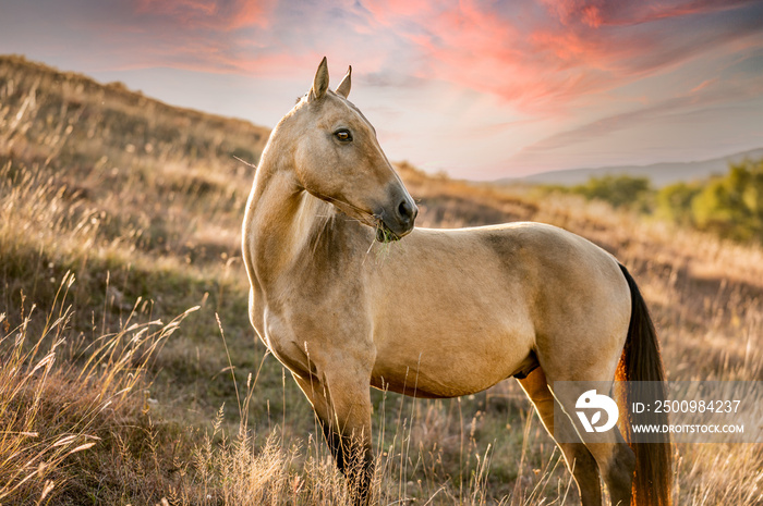 Akhal teke horse standing on sunset meadow