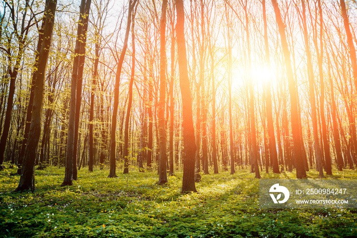 Rays of light in the forrest