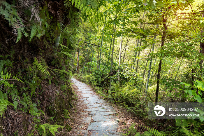 Bamboo Forest with a beautiful green path