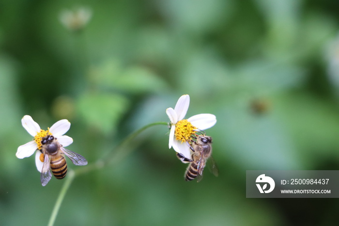 Indian honey bee, Apis cerana on weed flower