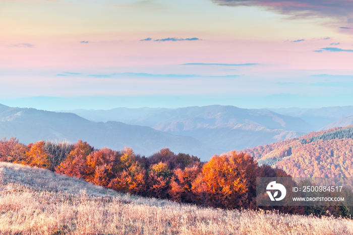 Picturesque autumn mountains with red beech forest in the Carpathian mountains, Ukraine. Landscape photography