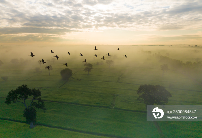 bird flying in an orange sky with a shining sun at sunset over a rice field