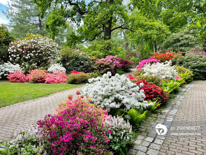 Beautiful colorful Rhododendron flowers and trees in park on spring day. Luisenpark in Mannheim in Germany.