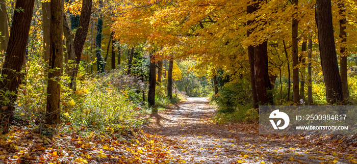 Road through a  colorful Autumn woods in Rural Michigan USA