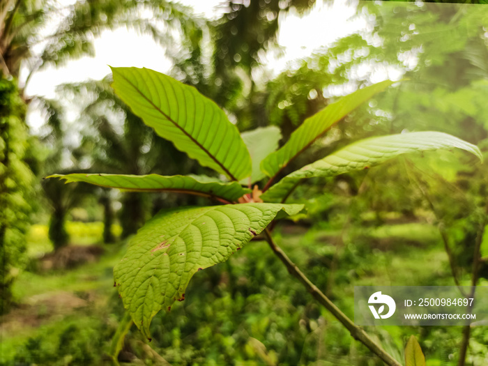 Kratom tree, green leaves of a tree