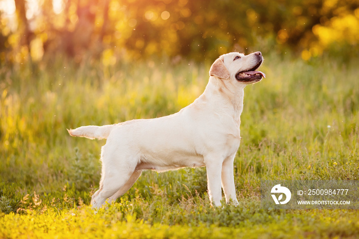 Active, smile and happy labrador yellow dog shows withers in park on sunset summer day