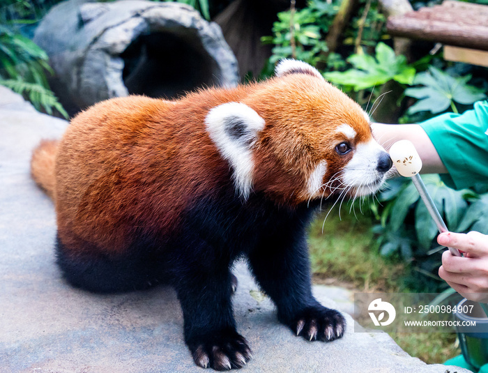 Cute red panda live in hong kong zoo. In the wild habitat of red pandas, tree branches are often covered with reddish brown moss.