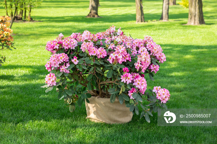 Spring flowers of the rhododendron species. Spring flowers are in a decorative pot in a flower bed.