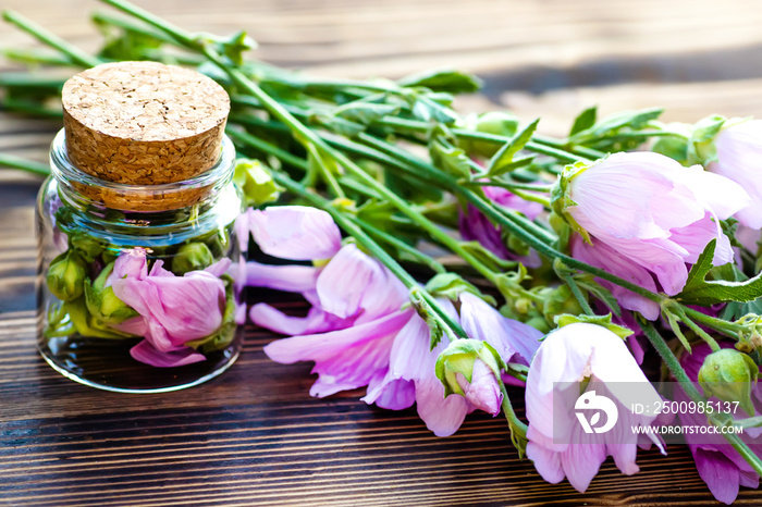 Malva alcea , greater musk-mallow, cut-leaved mallow, vervain mallow or hollyhock mallow fresh flowers collected in meadow. collect herbs for preparation of tincture. mortar to rub flowers.