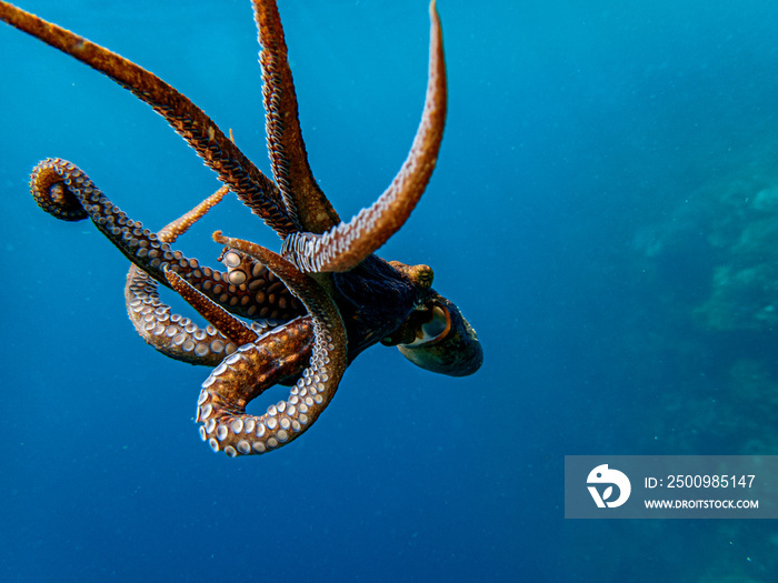 Common octopus (Octopus vulgaris) swimming in the shallow coral reef.