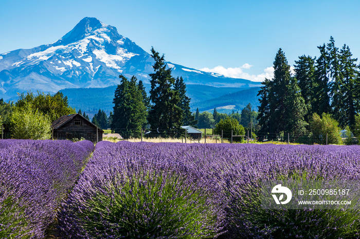 majestic Mt. Hood on the background of a lavender field during a clear summer sky in Oregon.