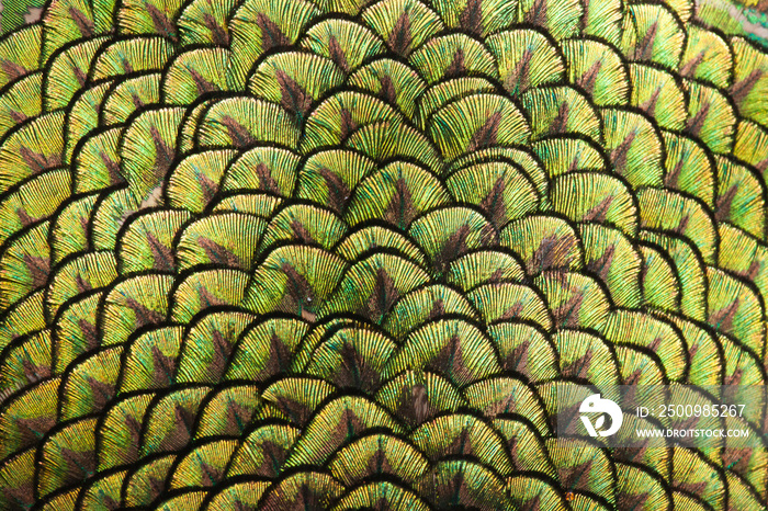 Peacocks, colorful details and beautiful peacock feathers.