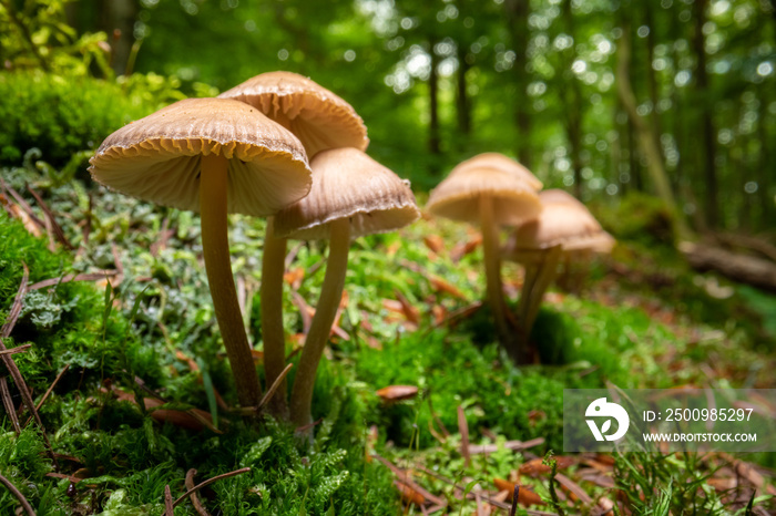 Wild mushrooms on moss in forest. Wildlife in Poland.