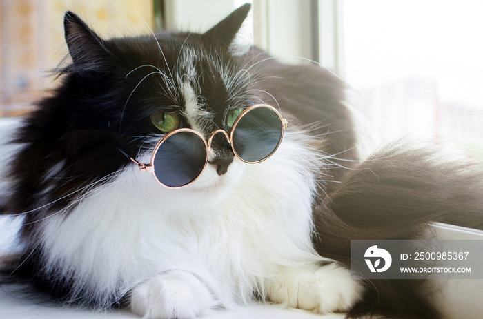 black and white fluffy cat in little sunglasses sits on a window