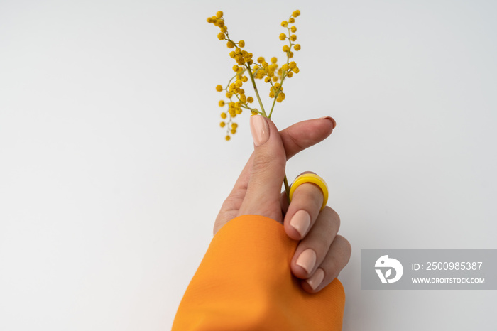 Close shot of a thin graceful hand of a girl with a nude spring trendy manicure and a big ring on her finger and yellow dried flowers in an orange jacket on a white background