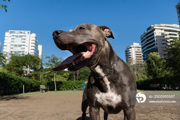 Pit bull dog jumping the obstacles while practicing agility and playing in the dog park. Dog place with toys like a ramp and tire for him to exercise