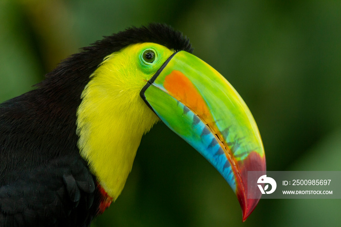 Keel-billed Toucan (Ramphastos sulfuratus) head shot showing the colourful beak, Colombia.