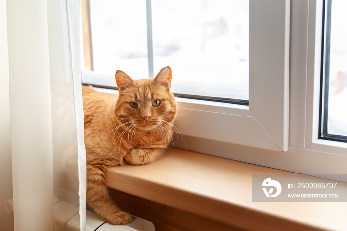 Ginger red cat sitting on the windowsill during snowfall on cold winter day.