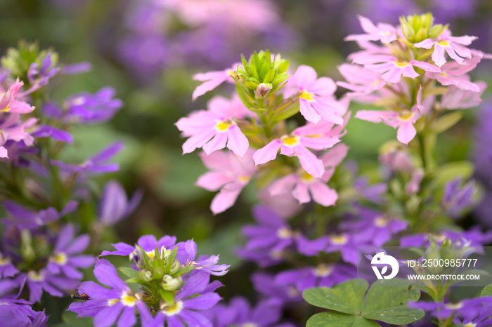 Scaevola aemula, the fairy fan-flower natural floral background