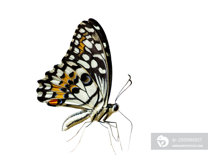 Image of lime butterfly(Papilio demoleus) isolated on white background.